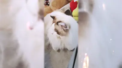 亚瑟点心-饿猫咆哮