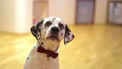 4k超清60帧-你的狗来了