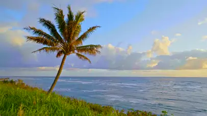 清晨海风椰树海浪