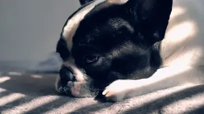 忧伤的狗狗晒太阳