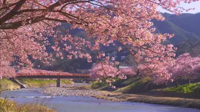 春天河岸的樱花