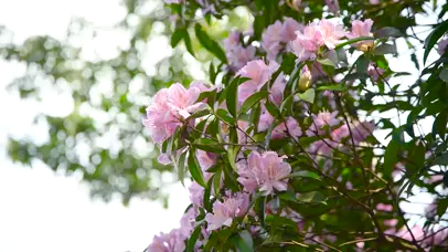 4K春天毛棉杜鹃花