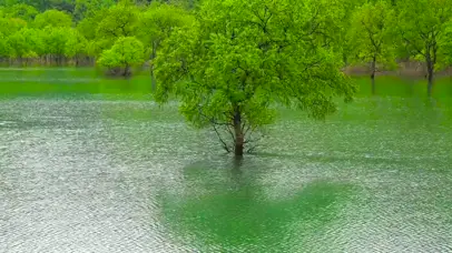 护眼湖中绿树
