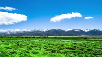 4K四川理塘绿色草原牦牛