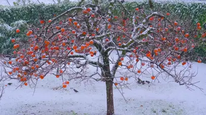 雪天下的柿子树（冬日免费版）