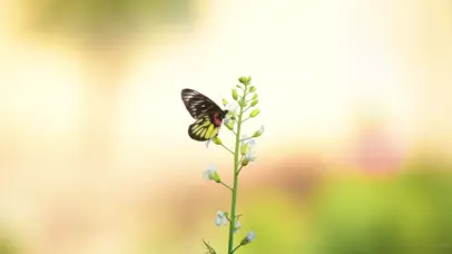 治愈风光春天的蝴蝶