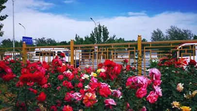 蓝天白云鲜花