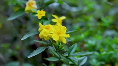 4K春天金黄色迎春花