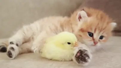 可爱小猫和小鸡