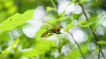 4k夏日意境阳光下树叶上蝴蝶