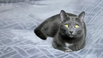 一二三木头猫
