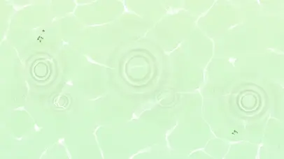 荷塘荷叶夏至二十四节气