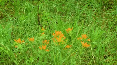 4k野花鸟鸣无缝衔接