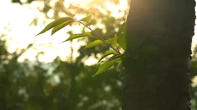 4K夏天唯美植物透过阳光光影