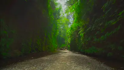 走进4K原始森林