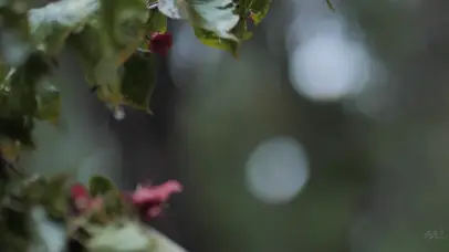 伤感雨景