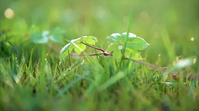 唯美逆光自然风光晨露绿色植物