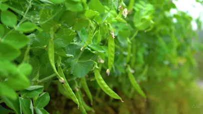 4K绿色蔬菜豌豆荚特写菜园农业
