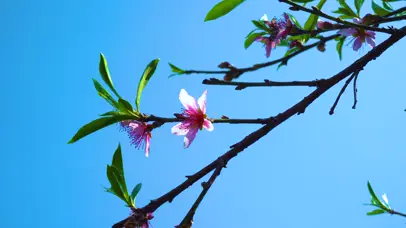 4K春天桃花唯美意境风光