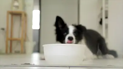 可可爱爱小边牧