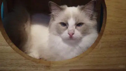 萌宠系列-可爱布偶猫