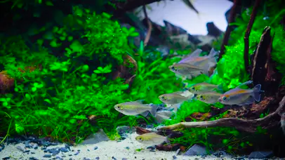 4k水族刚果美人鱼