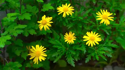 4K小黄花菊花特写风景