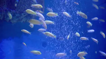 4k海洋馆里的各种小鱼儿