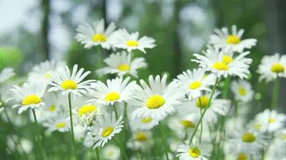 4k夏日夏天风景空镜唯美小雏菊