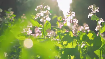 4K公园兰花逆光唯美