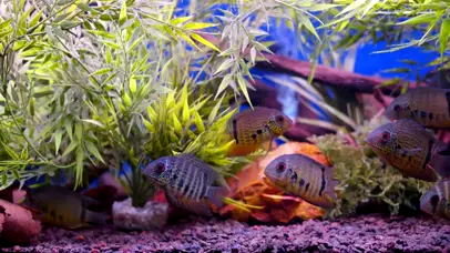 水族馆1