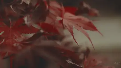 枫叶