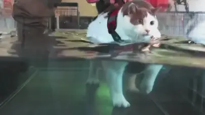 水中走路的猫咪