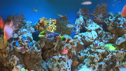 4K海底世界