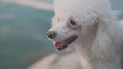 白毛狗狗在河边