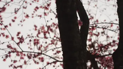 4k春天阳光穿过花朵桃花唯美
