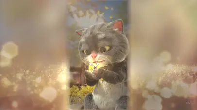 班布猫-破蛹成蝶