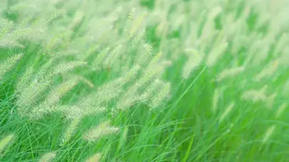 风吹草动