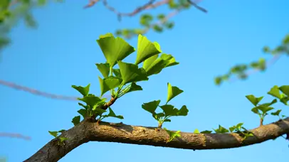 4K夏日风光绿色植物银杏叶