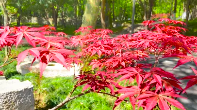 4K秋天中山陵枫叶红了风景