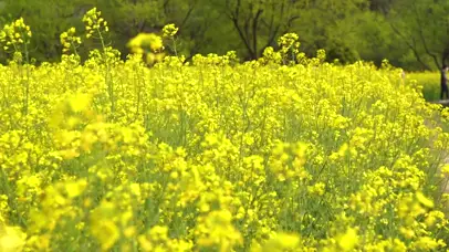 4K油菜花海