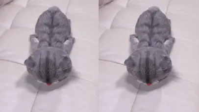 斑布猫-为了吃超能力都用上了