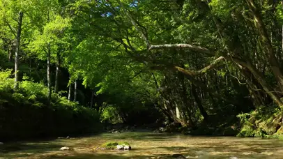 森林流水