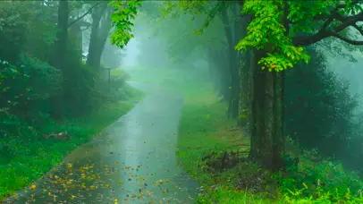 下雨的绿林小路