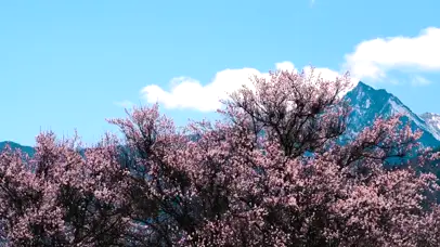 4K川西著名5A景区索松村桃花