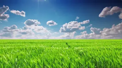 动态麦田草原桌面背景