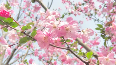 4K春天娇艳樱花风景