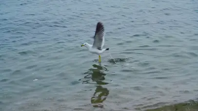 4k海鸥海面飞行自然鸟类风光