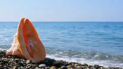 海螺壳浪花