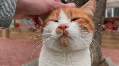 猫咪